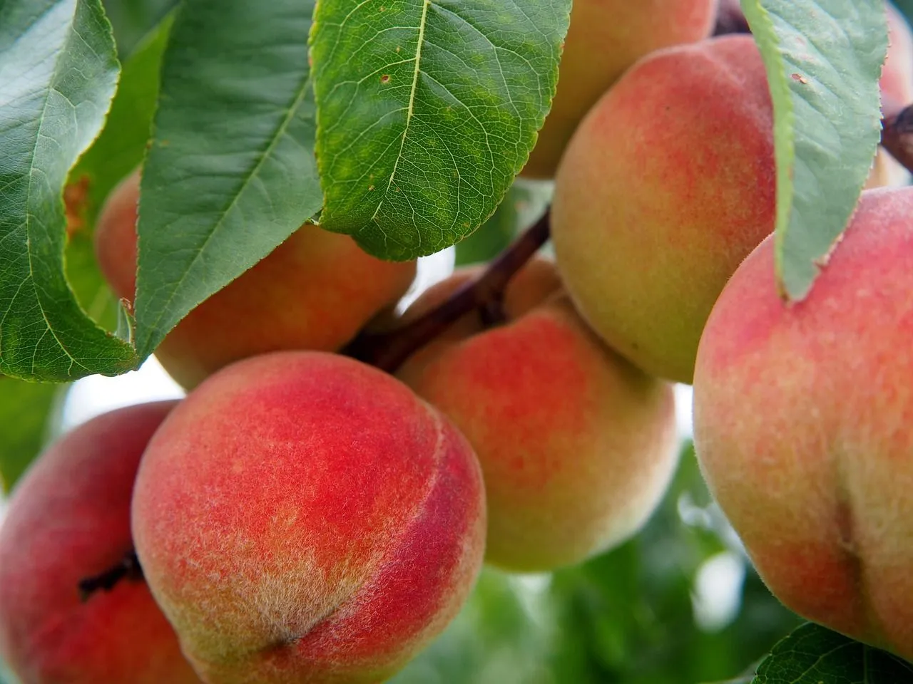 Kineski naučnici razvili pesticide koji se bolje zadržavaju na listovima biljaka